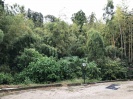 南側の竹林